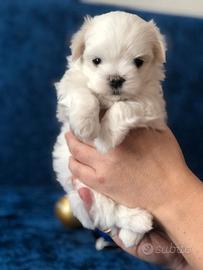 Cuccioli maltesi maschietti mini toy