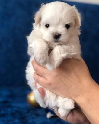 Cuccioli maltesi maschietti mini toy
