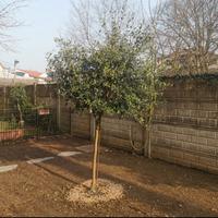 Pianta di ulivo Leccino adulta 