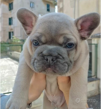 Bulldog francese
 in vendita a San Giuseppe Vesuviano