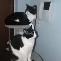 Adottare gattine per breve periodo