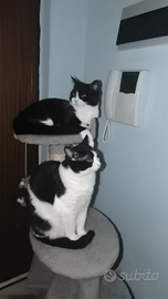 Adottare gattine per breve periodo