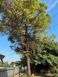 Albero da abbattere