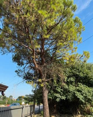 Albero da abbattere