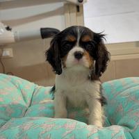 Cavalier king