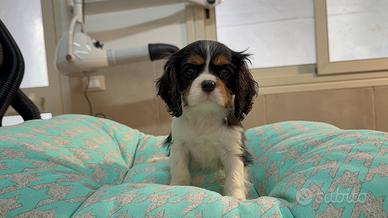 Cavalier king