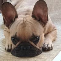 Bulldog francese per monta