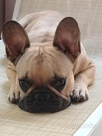 Bulldog francese per monta