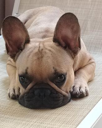 Bulldog francese per monta