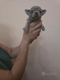 Chihuahua