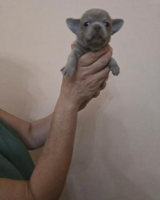 Chihuahua