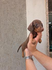 bassotto femmina con pedigree 