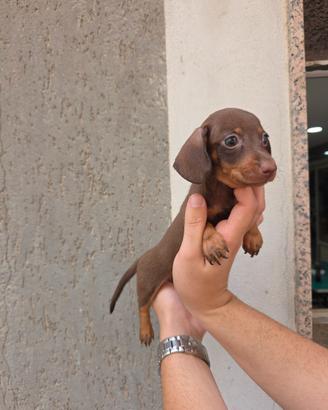 bassotto femmina con pedigree 