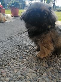 Cucciolo maschio pechinese