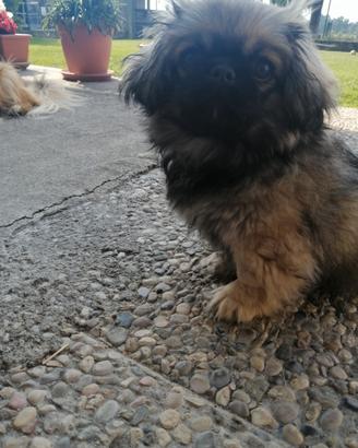 Cucciolo maschio pechinese