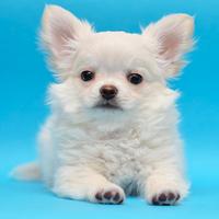 Chihuahua cuccioli