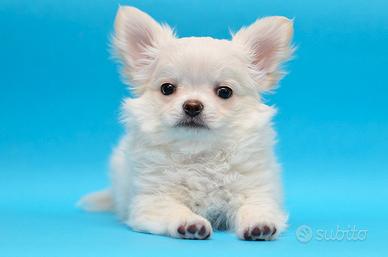 Chihuahua cuccioli