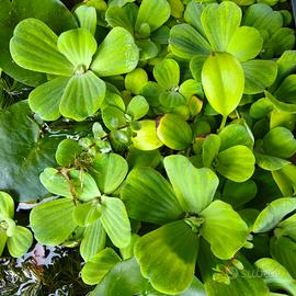 Pistia Big Pianta Acquario Tropicale Galleggiante 