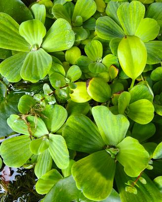 Pistia Big Pianta Acquario Tropicale Galleggiante 