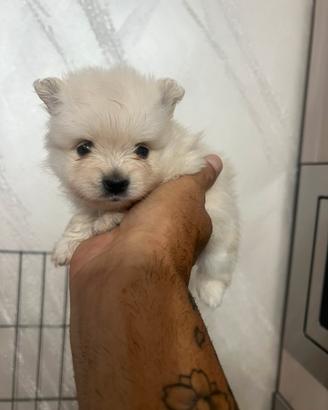 Vendita spitz Pomerania