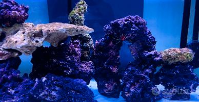 Roccia per Acquario Marino Reef