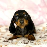 Cuccioli maschietti di bassotto con pedigree