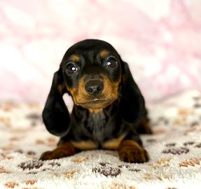 Cuccioli maschietti di bassotto con pedigree