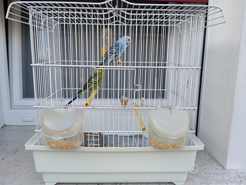 C o c o r i t e coppia con gabbia
