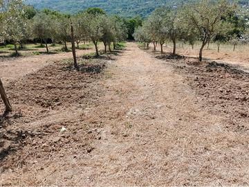 Vendita terreno con piante di olive