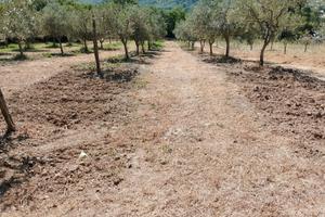 Vendita terreno con piante di olive