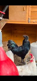 Gallo Ayam Cemani