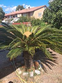 Cycas revoluta di tutte le dimensioni