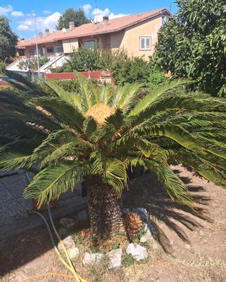 Cycas revoluta di tutte le dimensioni