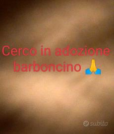 C.e.r.c.o in adozione barboncino