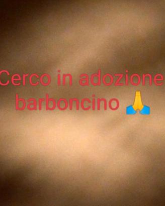 C.e.r.c.o in adozione barboncino
