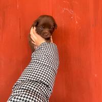 Cucciolo di maltipoo