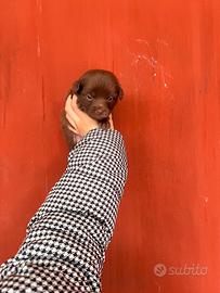 Cucciolo di maltipoo