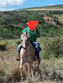 Cavallo