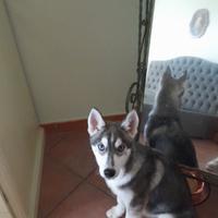 Husky siberian con pedigree