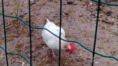 Gallina gallo ovaiole