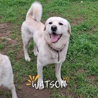 Watson taglia media