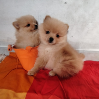 Pomerania spitz toy