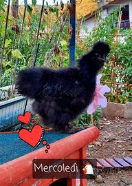 Galline moroseta