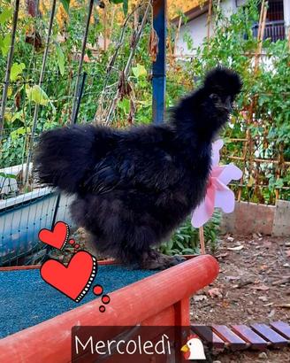 Galline moroseta