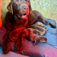 Cuccioli Labrador Retriever Chocolate