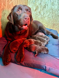 Cuccioli Labrador Retriever Chocolate