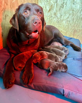 Cuccioli Labrador Retriever Chocolate
