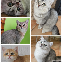 British Shorthair cuccioli pedigree italiano