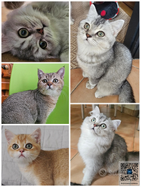 British Shorthair cuccioli pedigree italiano