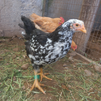 Galline millefiori piemontese